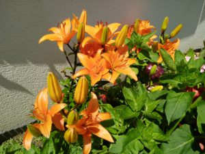 IMG20160618145112