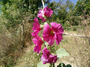IMG_20160717_111123
