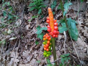 IMG_09082016_180830
