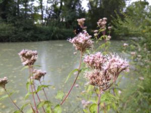 IMG_28082016_104528