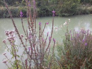 IMG_28082016_105343
