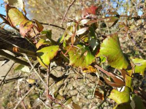 img_20161127_112130