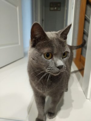 Xiaomi Redmi 6 pro