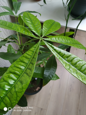 Xiaomi Redmi Note 6 Pro